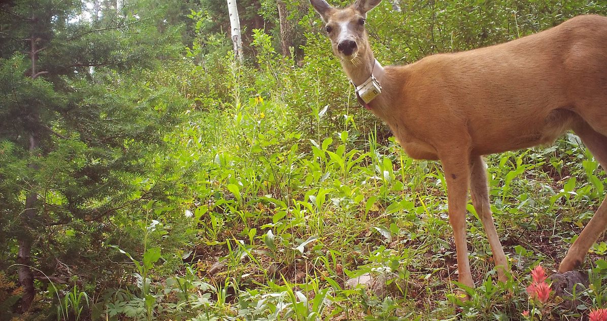 A 2020 trail cam photo of Jo the deer.