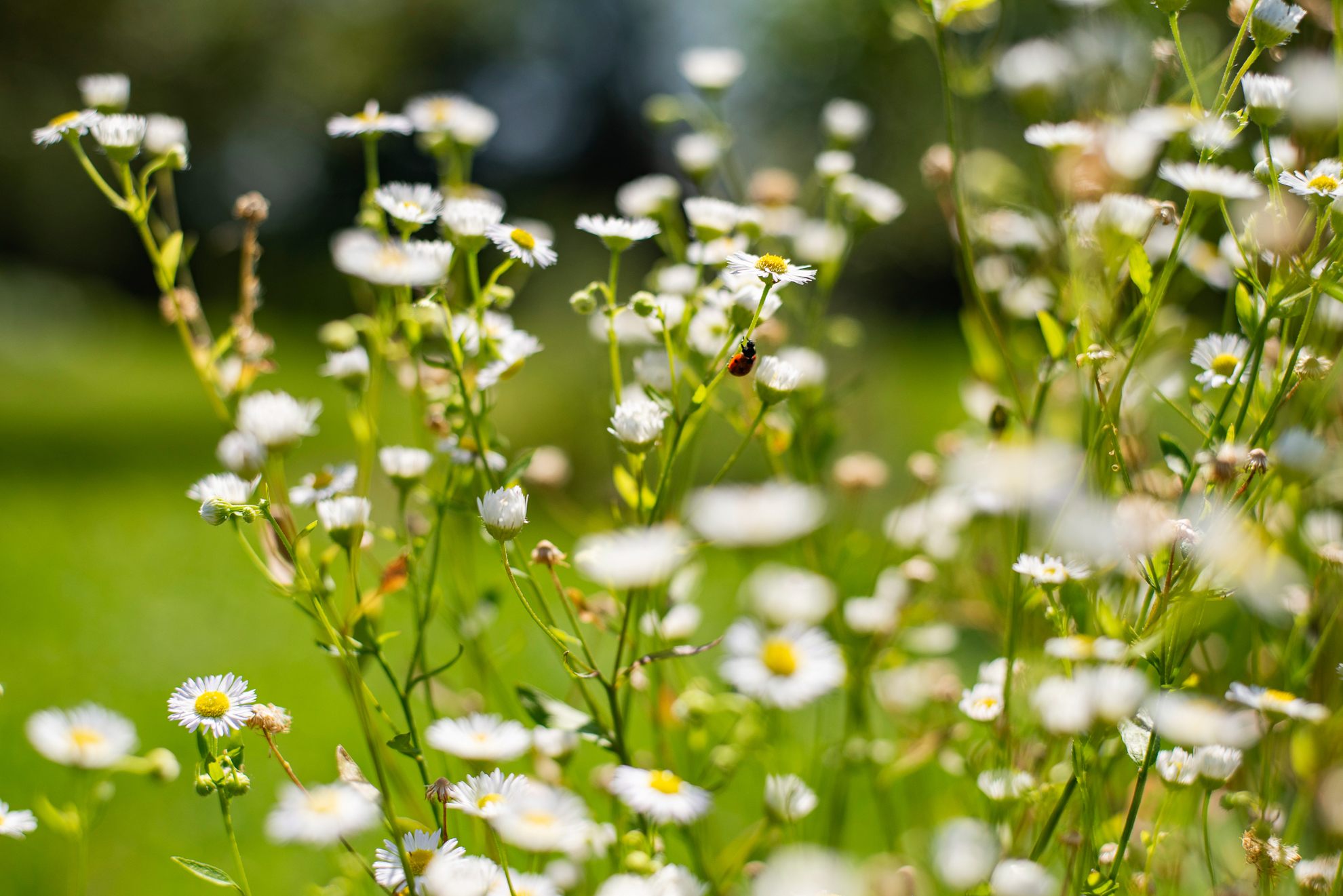 Annual fleabane's leaves are generally accepted as partially edible, and are best cooked. The duo picks them on rare occasions.