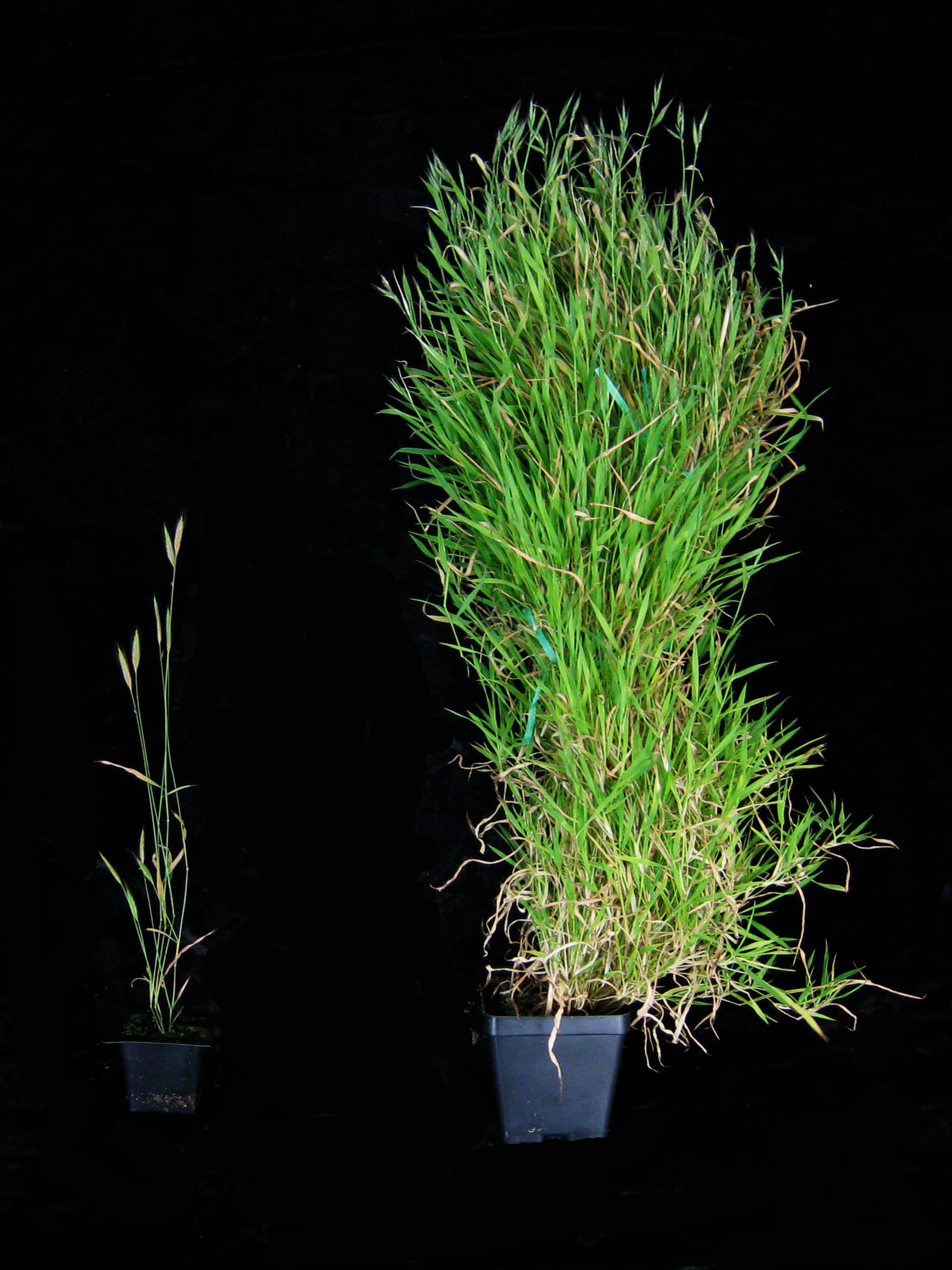 A non-vernalized plant (left) and a vernalized one (right).