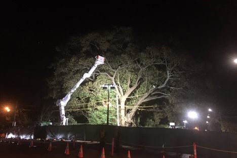 The 'Tree of Knowledge' in Sydney Is Secretly Being Cut Down