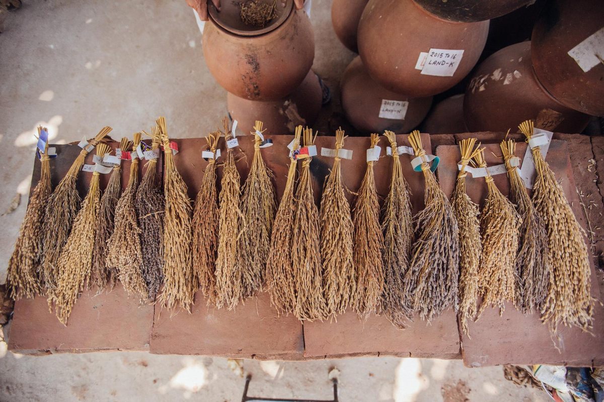 17,000 farmers so far have benefitted from Deb's collection.