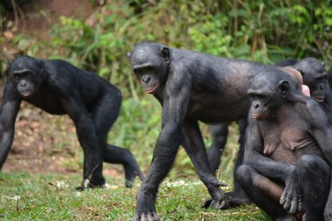 A group of bonobos.