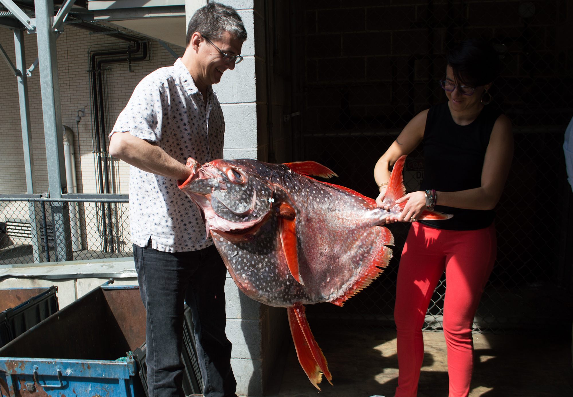 Unloading the opah.