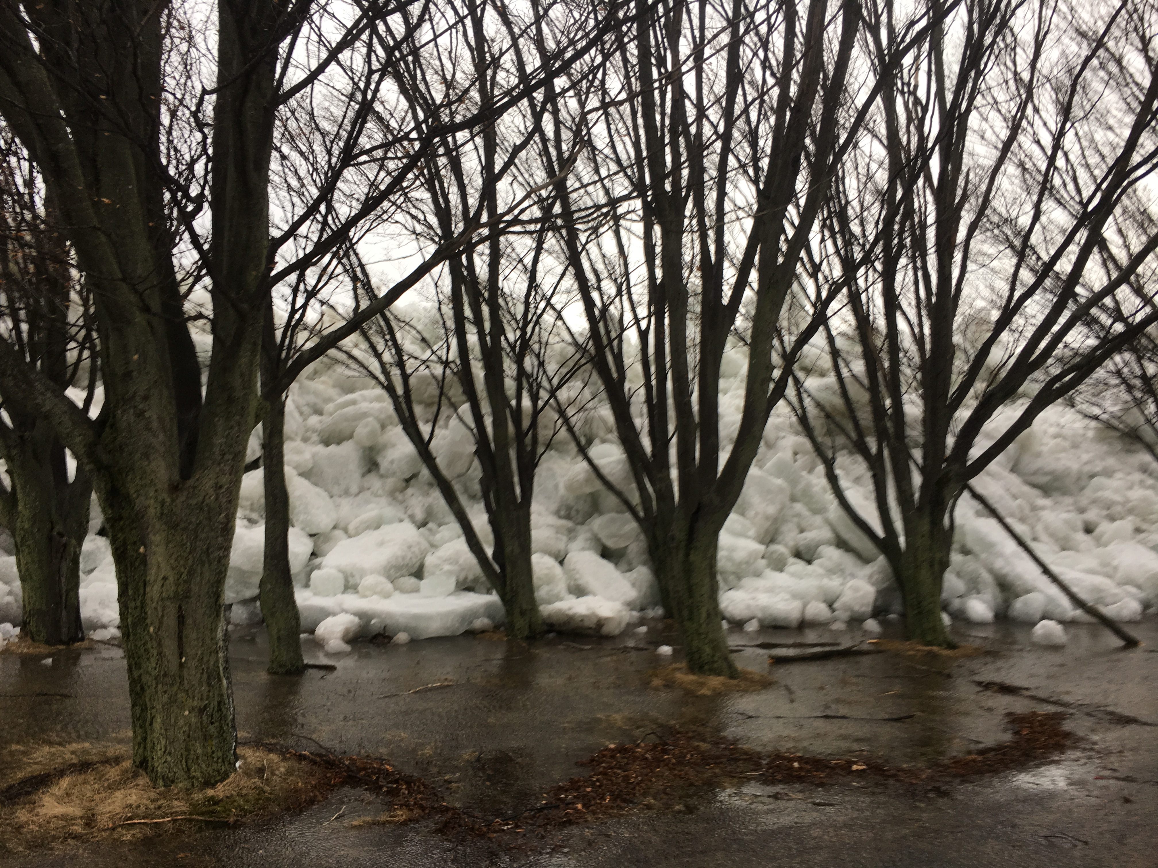 The ice climbed up tree trunks.