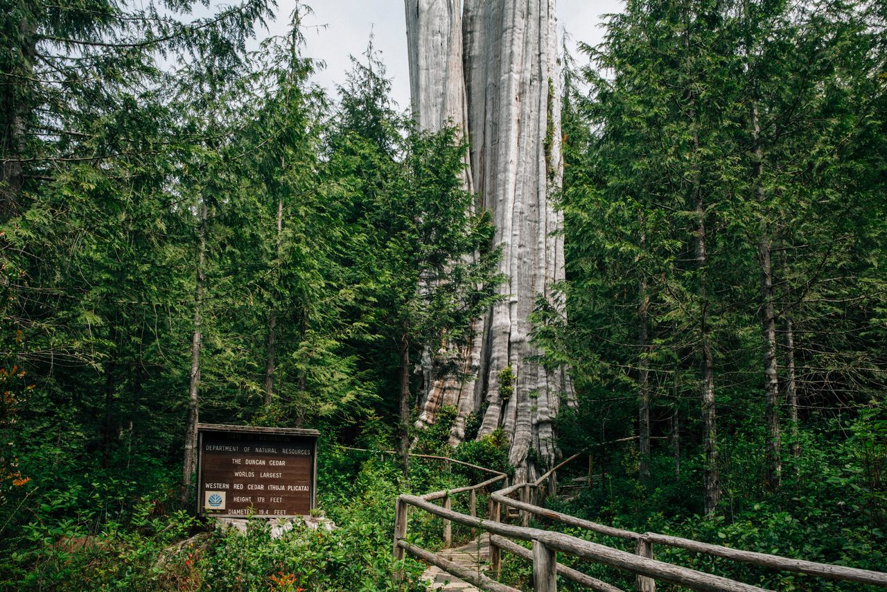 "The Duncan Cedar," in Washington State, is a Western Red Cedar that stands 178 feet tall.