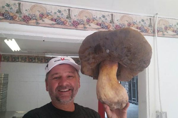 That's one big mushroom.