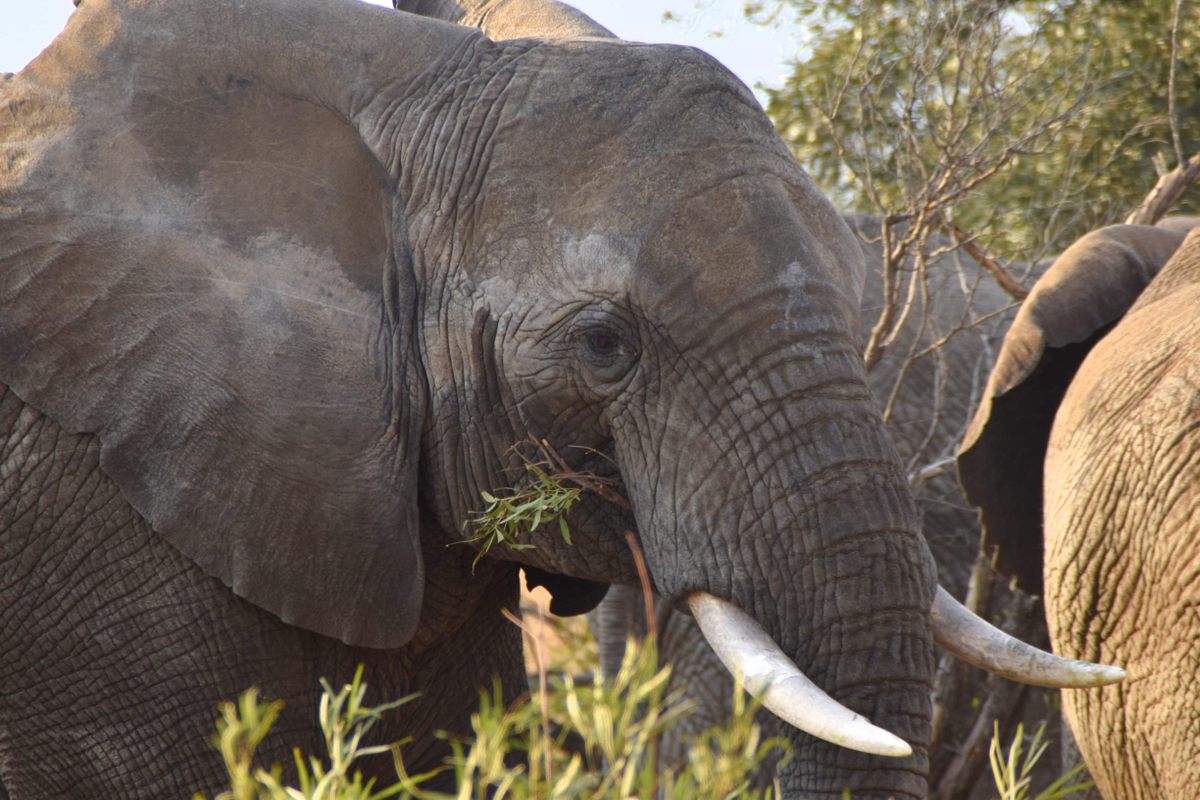 Elephants at a reserve in Bela Bela, South Africa, helped test the idea.