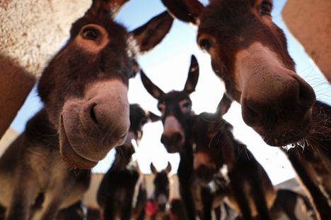 Jarjeer Mule And Donkey Refuge