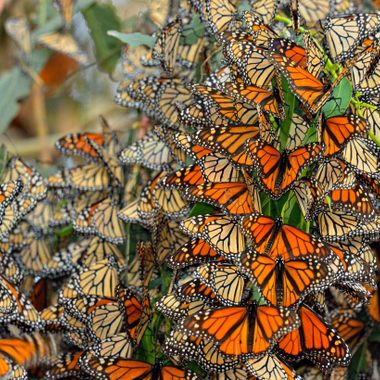 A winter monarch cluster roosting in a eucalyptus tree at Pismo Beach.