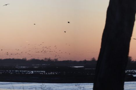Migrating sandhill cranes (Antigone canadensis canadensis) return to their overnight roosting area in the Platte River near Kearney, Nebraska, at dusk. 