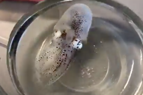 How to Wake Up a Geriatric Squid