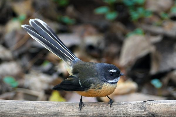 There are at least 20 Māori names for the New Zealand fantail, a beloved native bird often seen as a messenger between worlds.