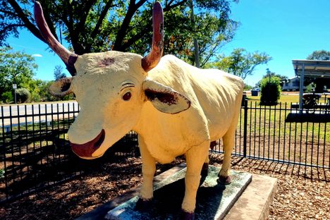 Banana the Bullock