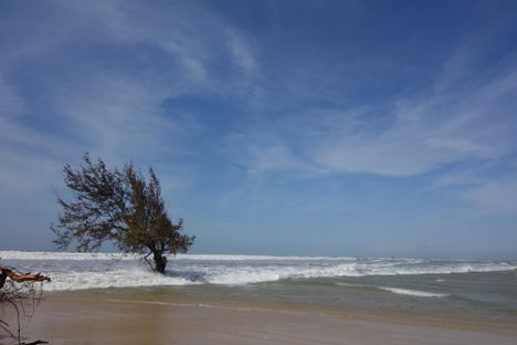 A tree makes its last stand against the ocean.