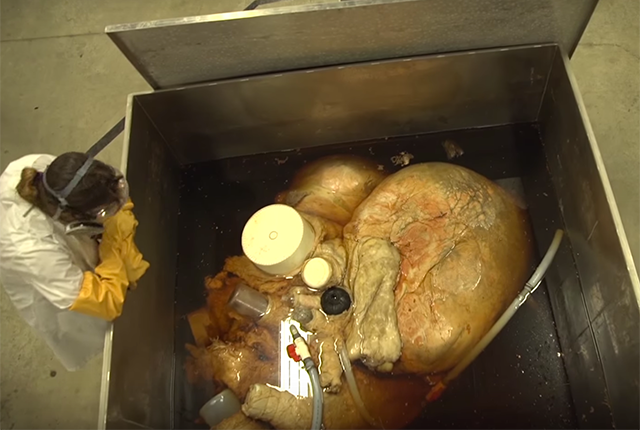 A blue whale heart, preserved by researchers at the Royal Ontario Museum.