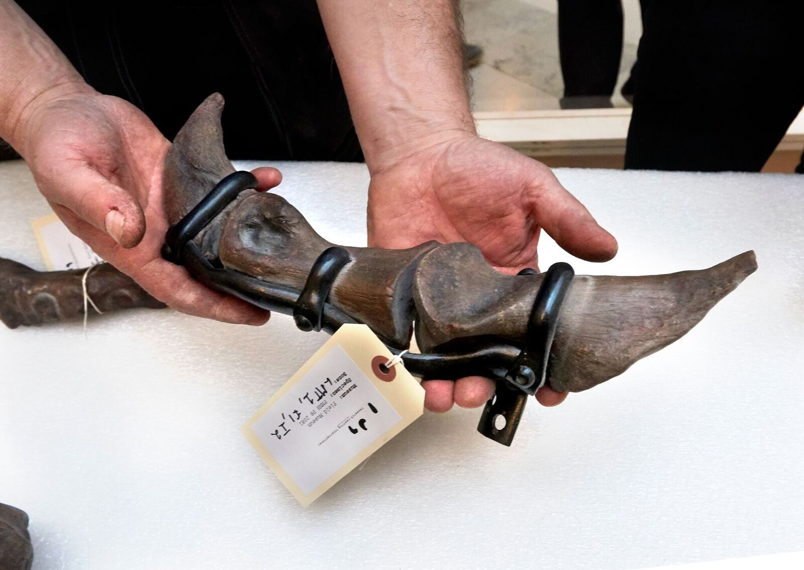 A T. Rex toe bone, up close.