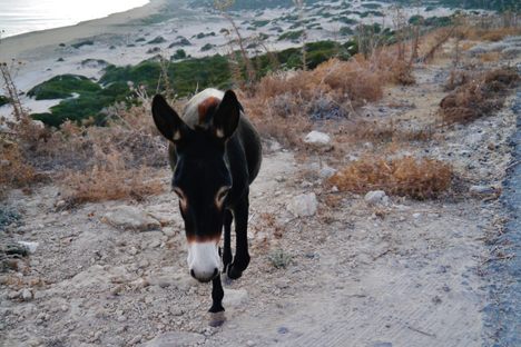 One of the donkeys.