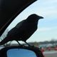 Masterficus profile photo