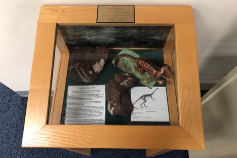 The Anchisaurus cast in its display case.