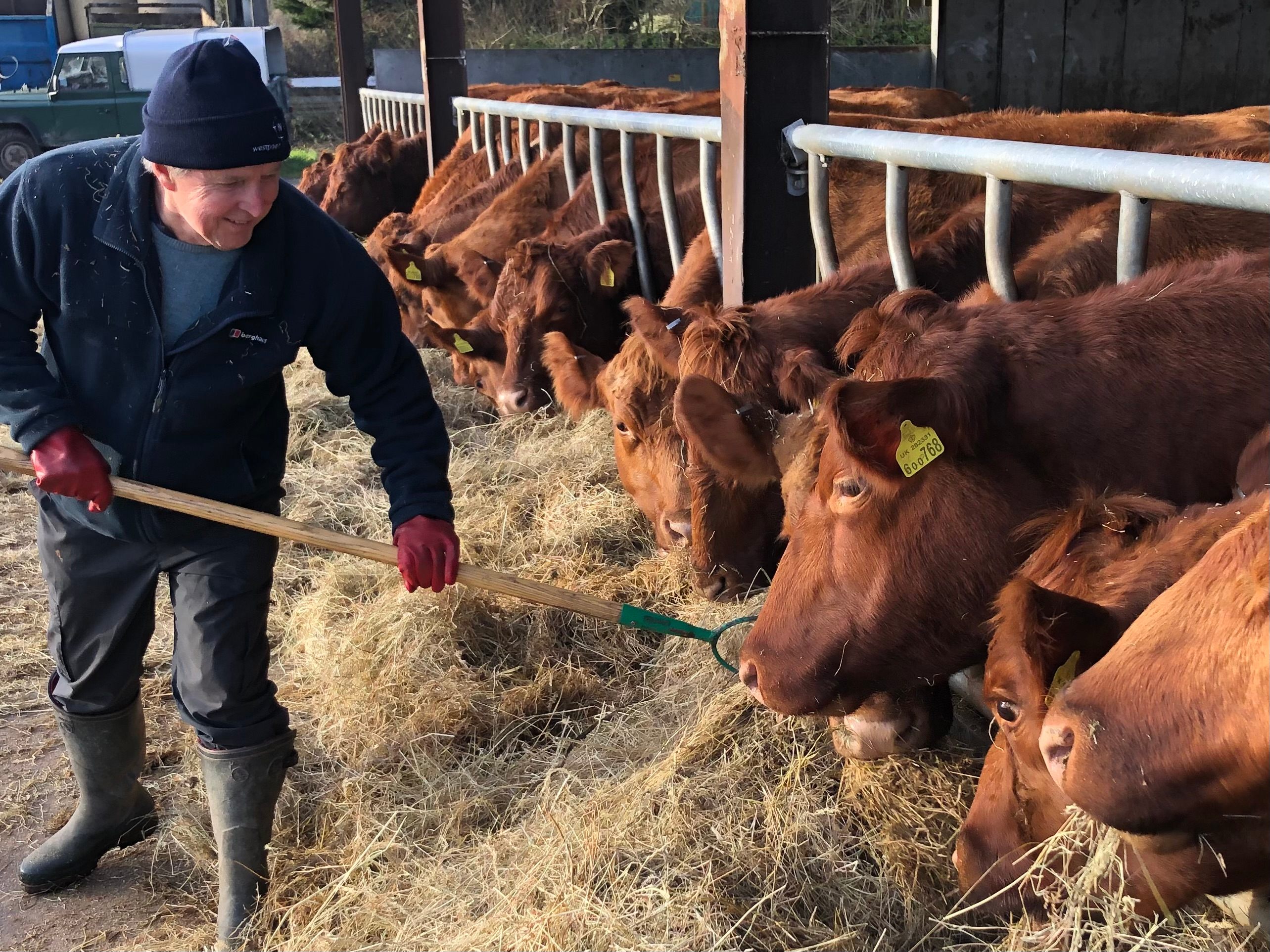 Feeding cows during the winter.
