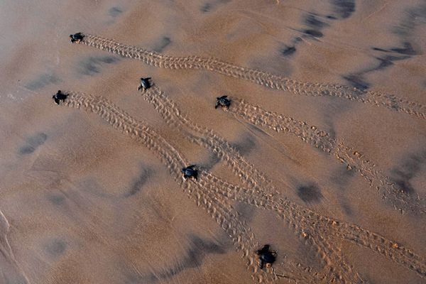 Newly-hatched baby Olive Ridley turtles make their way to the sea on a beach in eastern India’s Odisha state.