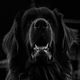 augdogs profile photo