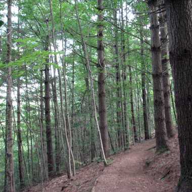 The arboretum has miles of hiking and walking trails.