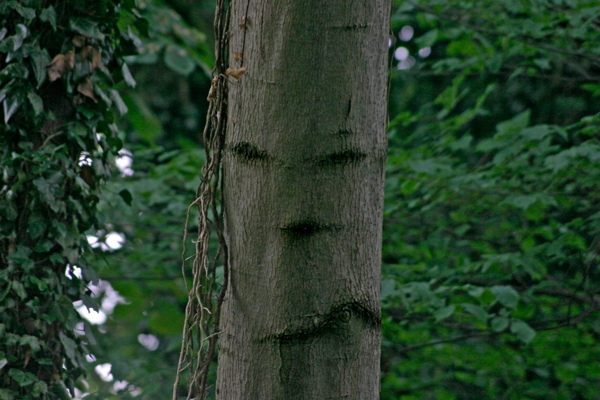 Rrrr Rrrr Rrrrr Tree Trees—They're Just Like Us!