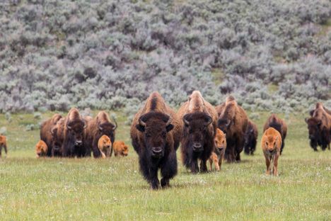 Bison help engineer the spring regrowth with their grazing patterns. 