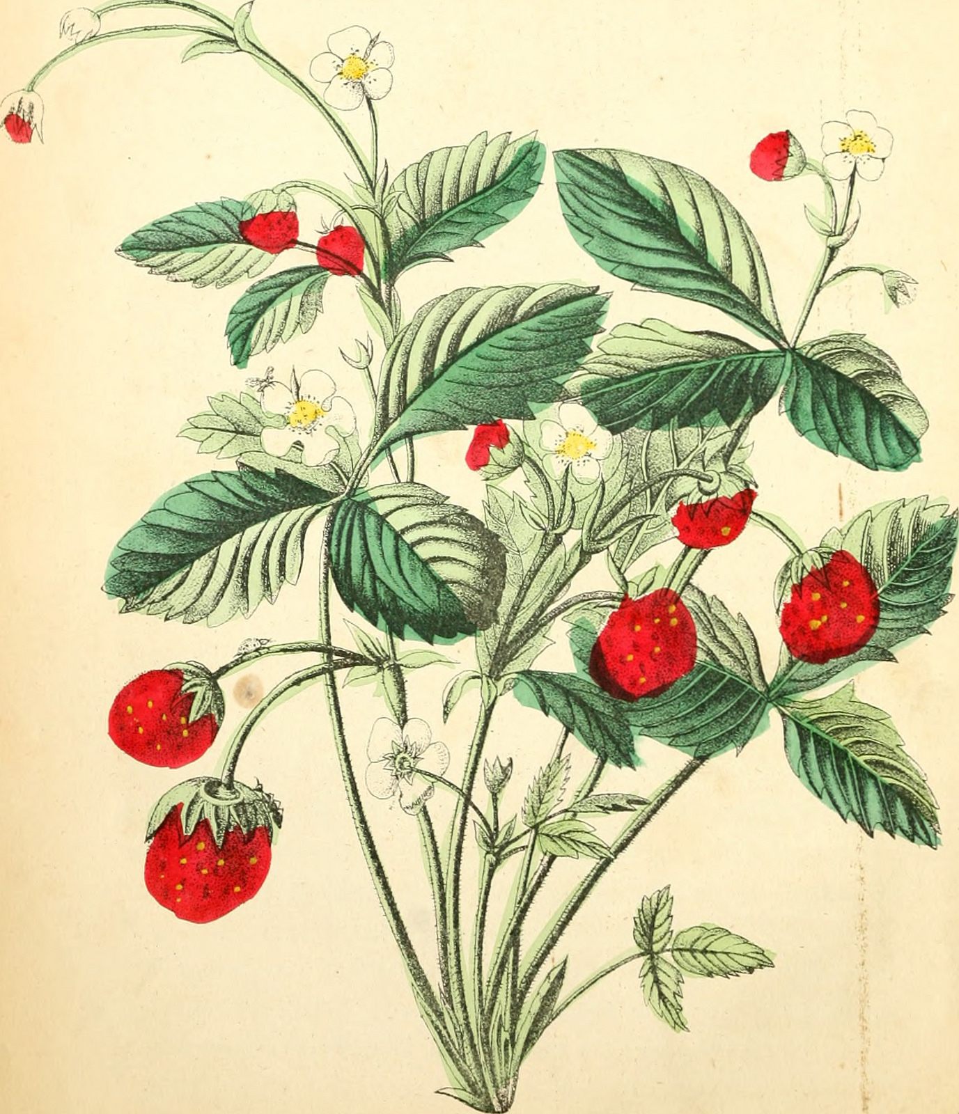 Caska's Rococo punk Beehive in strawberry