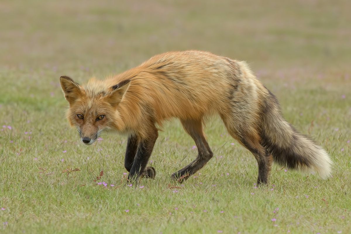 Foxes are particularly problematic natural hosts for lyssaviruses, which can cause rabies. They often travel thousands of miles, potentially spreading the virus far and wide. 