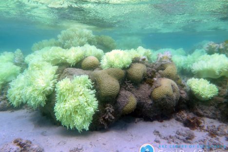 Half of Coral in Great Barrier Reef Is 'Dead or Dying'