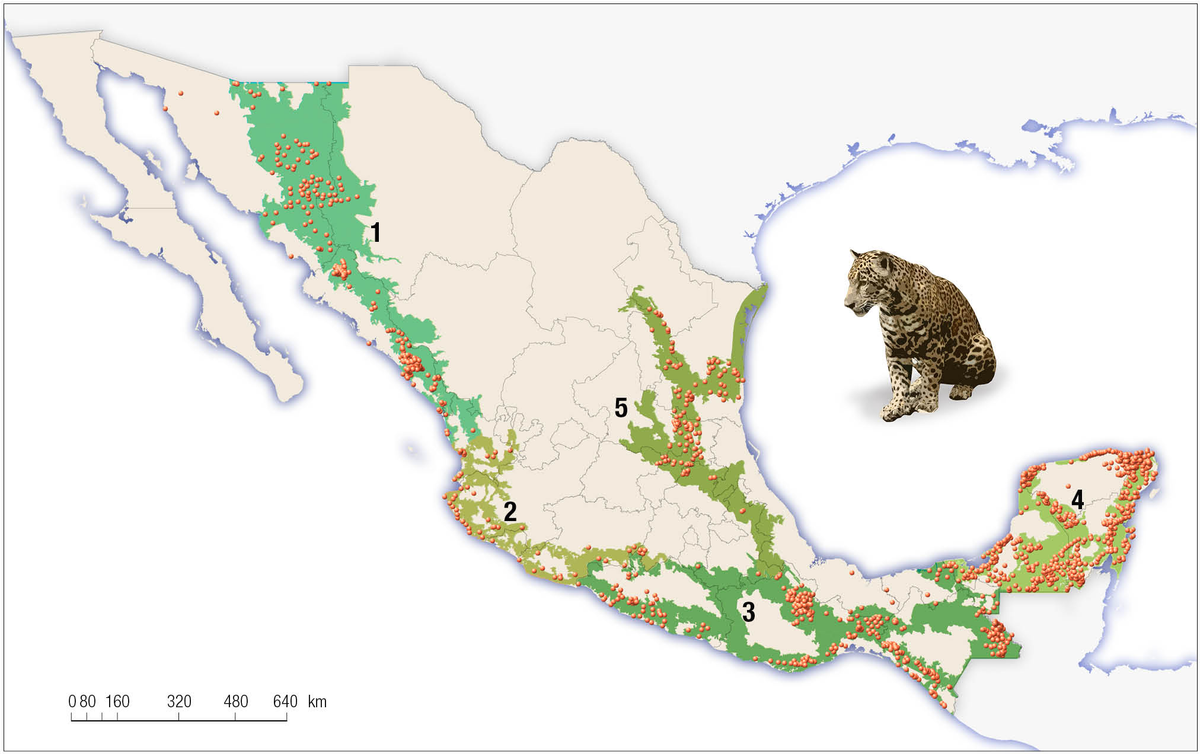 Current range of jaguars in Mexico (green zones).  Dots represent sightings, and numbers denote jaguar conservation regions.