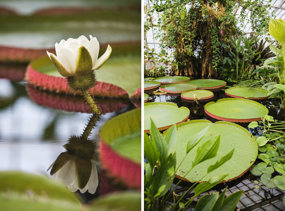 In 2020, visitors weren't around to see the giant water lily bloom in person.