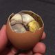 Boiled fertilized duck egg.