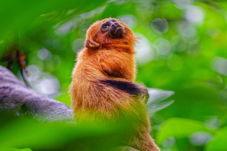 A golden lion tamarin at Pouca das Antas