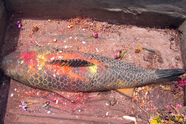 The Stone Fish of Asan Tole