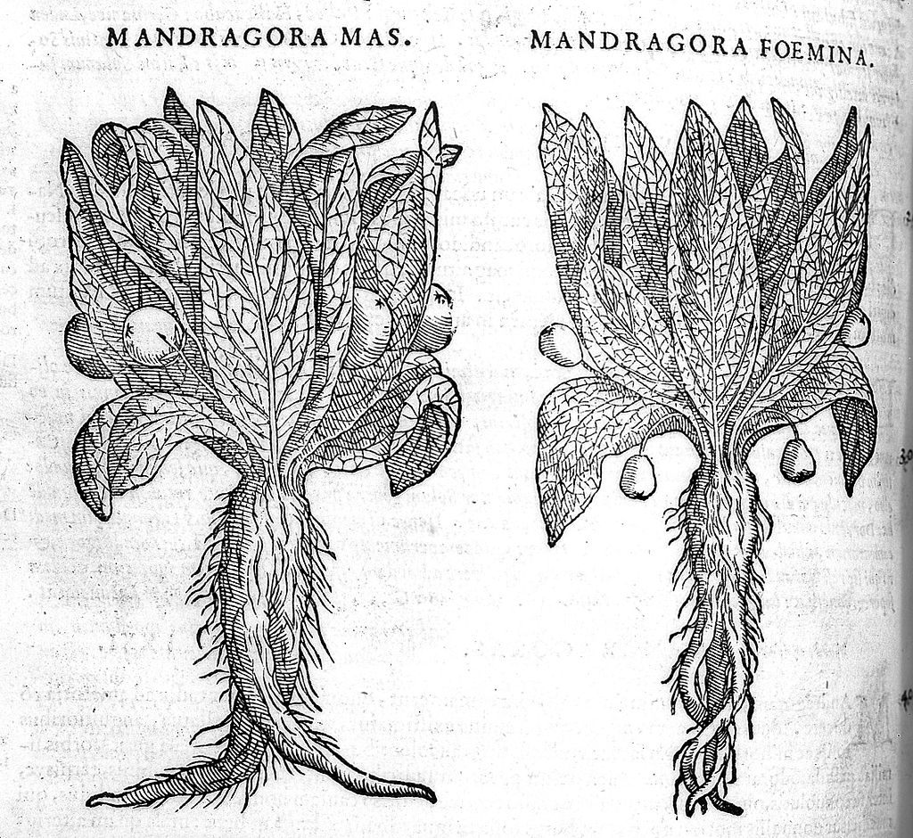 A woodcut showing two mandrake plants.