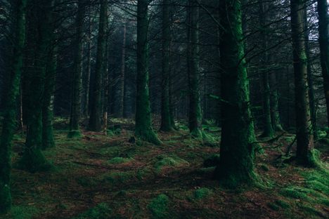 "It's scary and dark out in the dark forest." 