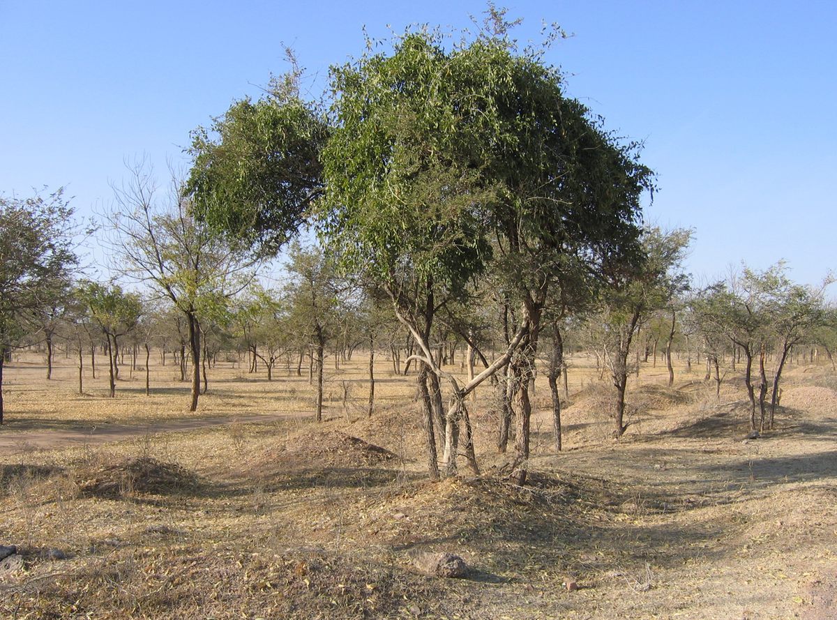 Most online sources cite <em>Maerua oblongifolia</em>, pictured here, as the source of the snack, likely inaccurately.