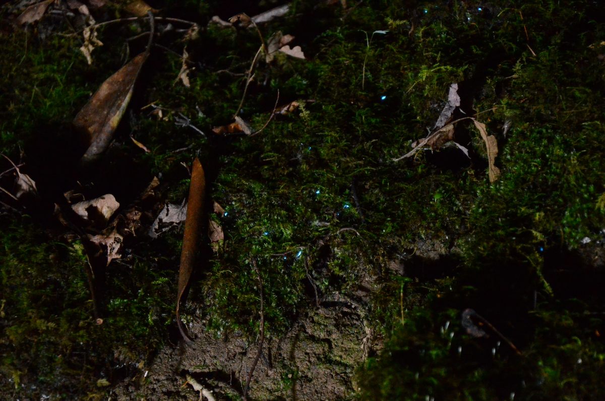 The larvae can be found from Kentucky to Alabama. The individuals here were photographed in Chattahoochee National Forest in Georgia.