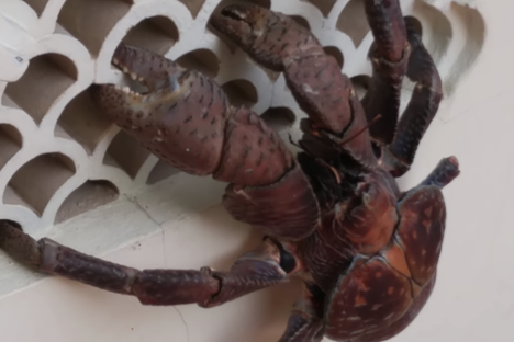 Video Wonder: Giant Coconut Crab Climbing Around and Crushing Things
