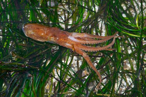 A close cousin of the Caribbean two-spot octopus.