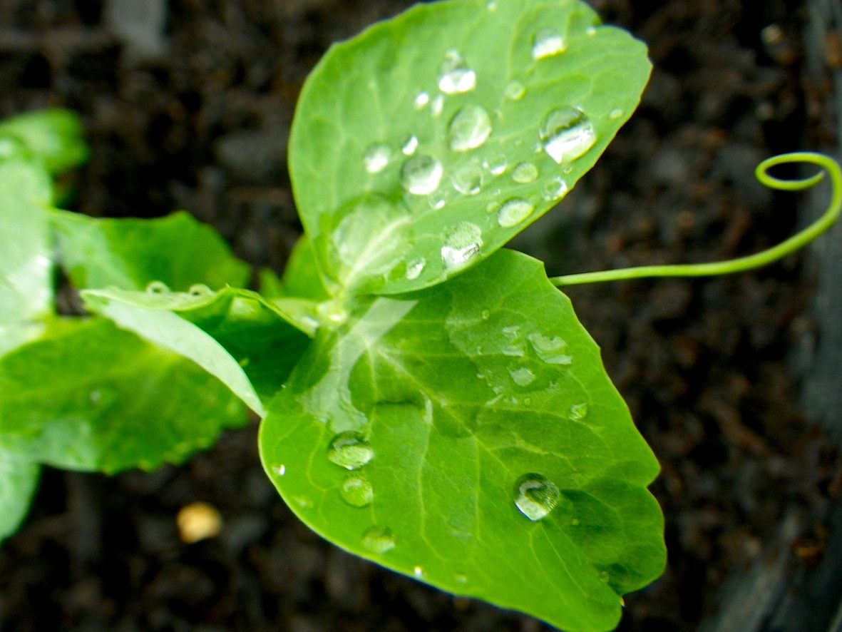 Pea shoots.