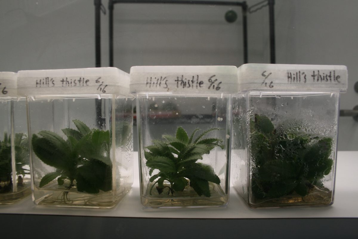 Three Hill's Thistles <em>(Cirsium hillii)</em>, growing in the Gosling Research Institute for Plant Preservation at the University of Guelph.