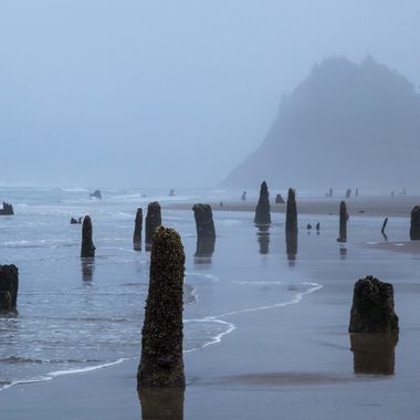 The ghost forest in the fog.