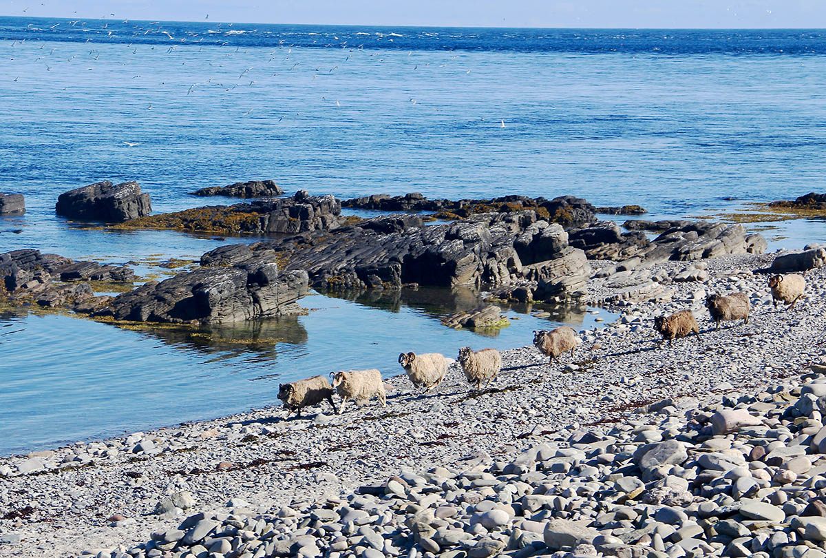 Though semi-feral, North Ronaldsay sheep tend to stick to their own groups on the beach.