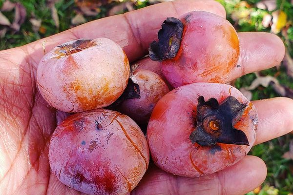 Twitty's handful of picked persimmons in North Carolina.
