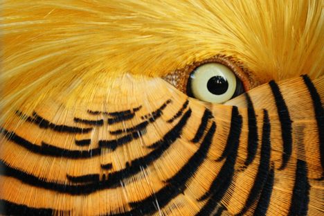 The flirtatious red golden pheasant is a dinosaur. 