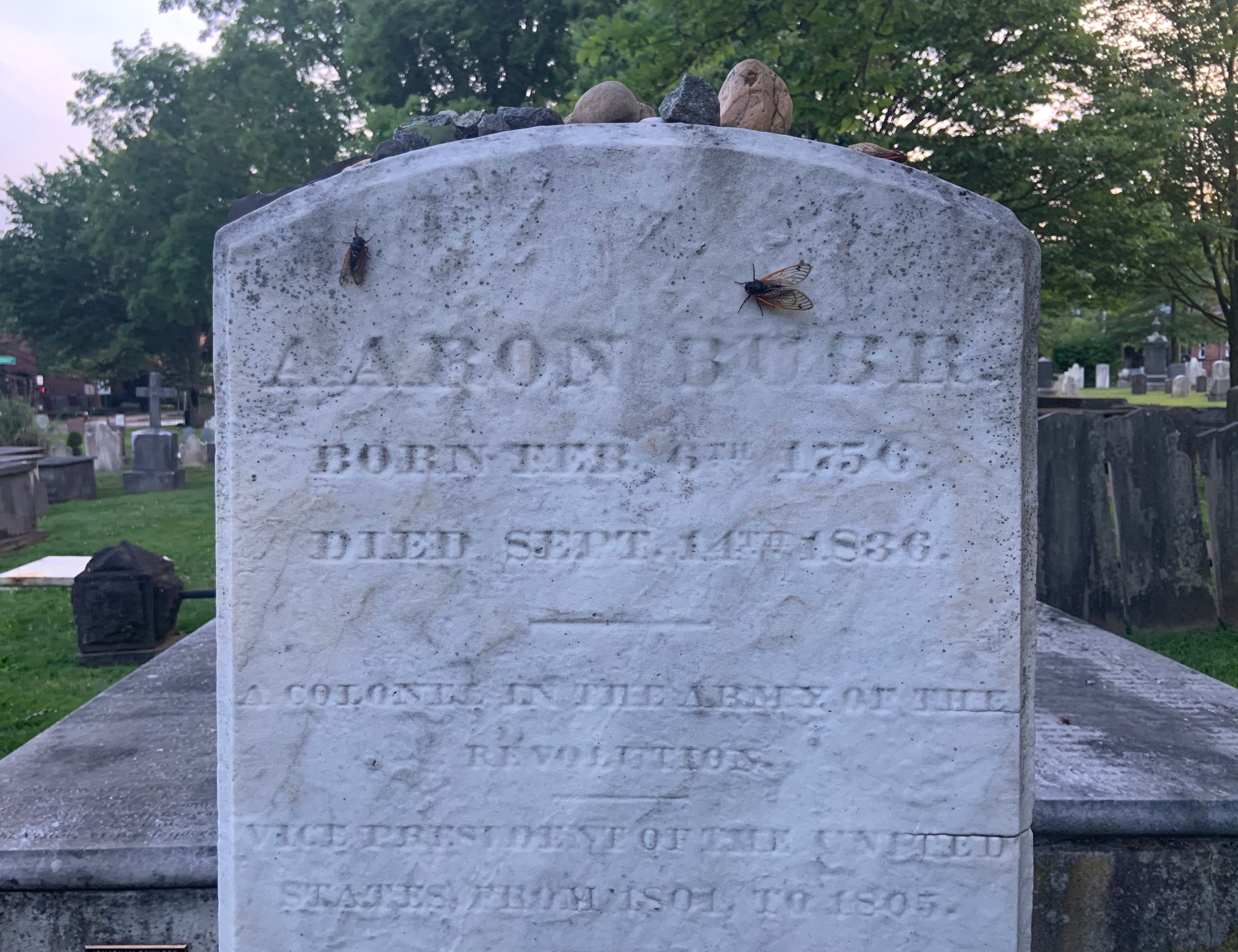 Adult cicadas alight on the grave of Aaron Burr.  